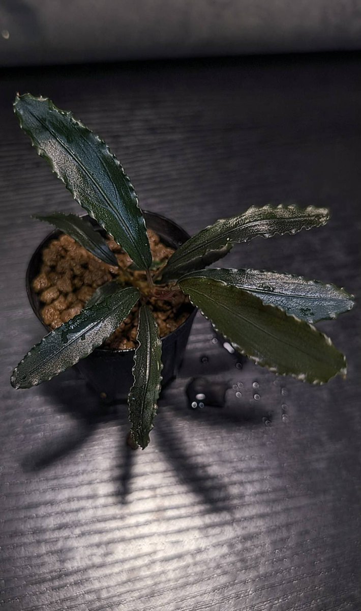 ありゅーあ (@sa_allure3838) / Posts / X