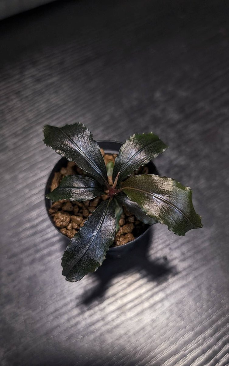 ありゅーあ (@sa_allure3838) / Posts / X