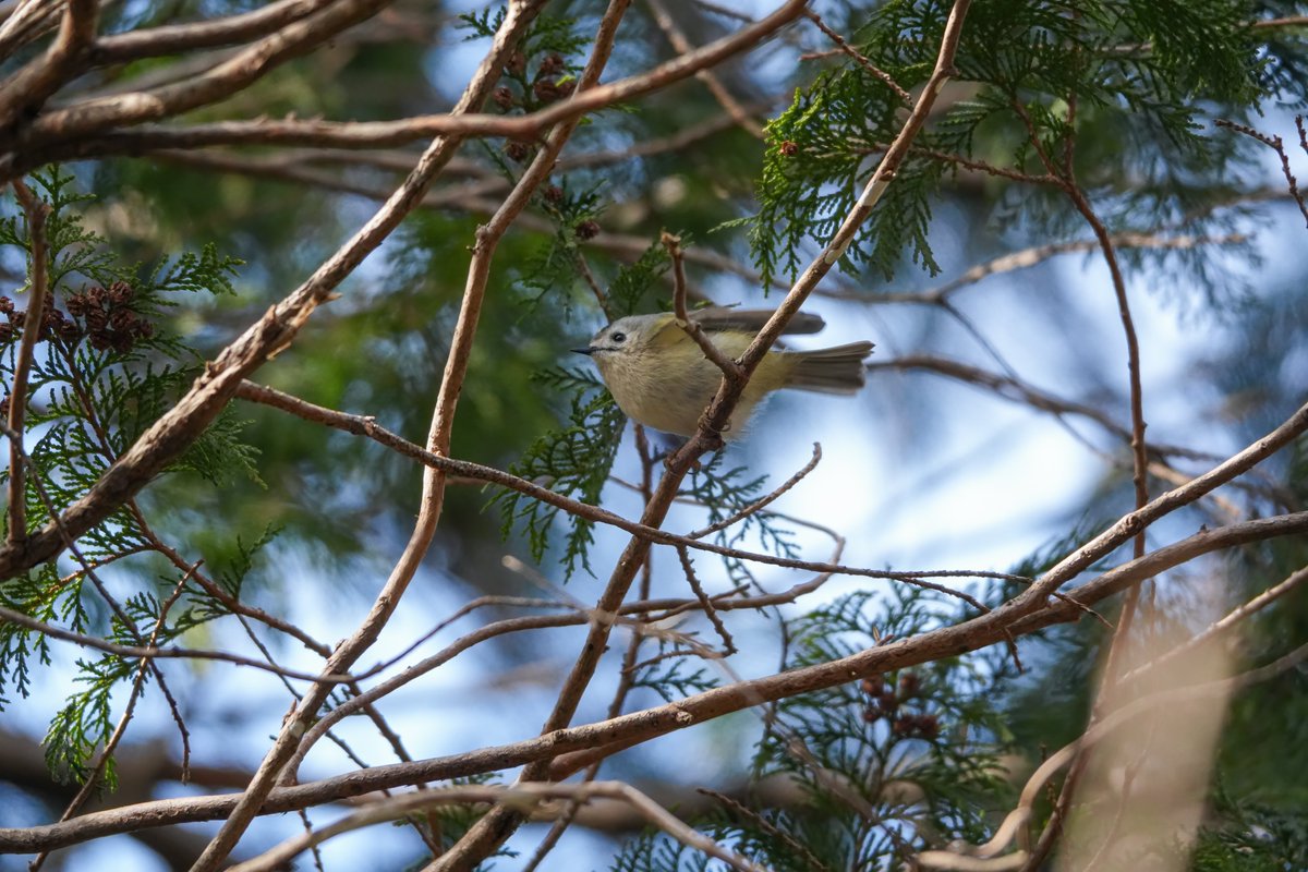 p496's tweet photo. （久々にポスト）昨日は結構粘って35種の野鳥を確認
#野鳥観察 #野鳥撮影 #カワセミ #キクイタダキ #クイナ #ジョウビタキ  （ジョビ子） https://t.co/l7XarDY53G