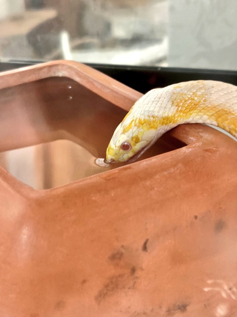 NΛT(なっつ)@へびマルシェの裏方 tweet media