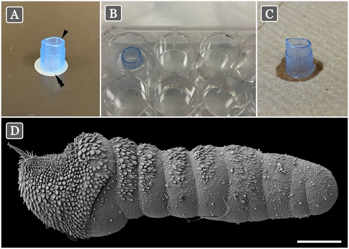 Exploring the microbial "dark matter" just got easier🦠🔬
Most #protists are uncultivated and tiny making electron microscopy a nightmare. A new, low-cost protocol allows single-cell tracking and field prep.
#microbiology #eukaryotes 
doi.org/10.1111/jeu.70…