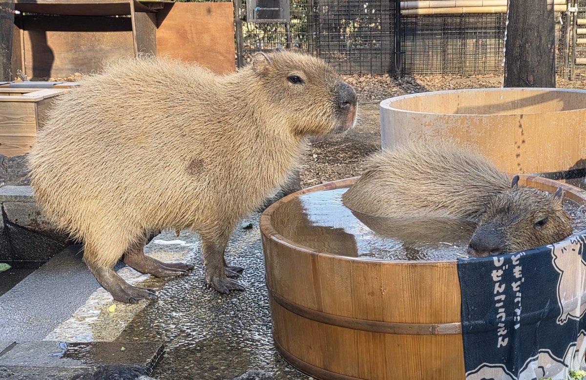 かぴばら3 (@kapibara334) / Posts / X