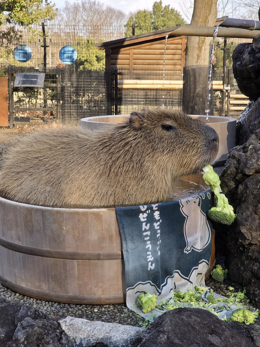 かぴばら3 (@kapibara334) / Posts / X