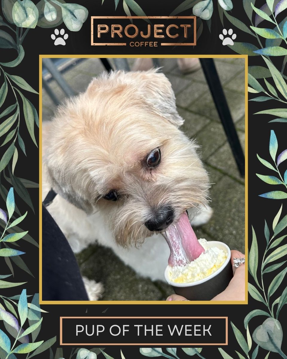 🐶 Meet Toby! Our pup of the week 🥰
📸DM pics or email headoffice@projectcoffee.co.uk for a chance to be featured.

We have outdoor seating all year round 🌦
📍 #ProjectCoffee #TadpoleGardenVillage #Swindon