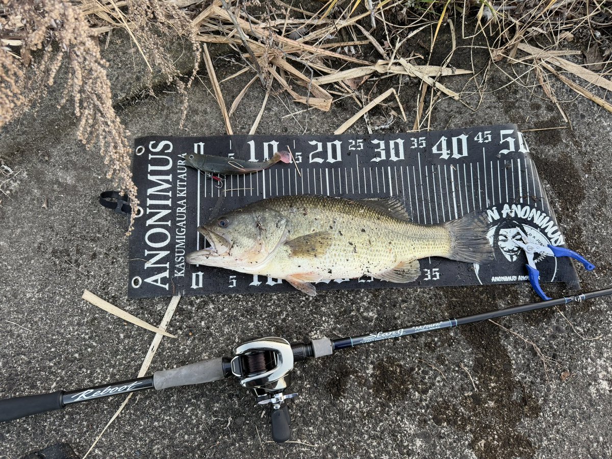 shaly0606's tweet photo. シャロードリーム🐟
普段はフロロですがイービルシャッドを使う季節はナイロン巻いてます。
というか今日、巻き替えました😓
カラーはやっぱり良温桜餅🌸
今年もイービルシャッドで初バス釣れて良かったです🦋
#良温
#霞ヶ浦本湖
#イービルシャッド
#FINALWEAPON https://t.co/NKa2R4eezY