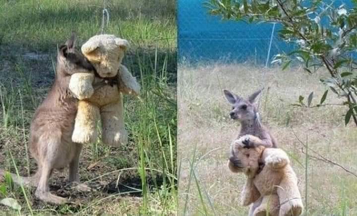 Toxic_weast's tweet image. baby kangaroo was spotted on the side of the road.
When he saw the human, he hopped up and held out his arms to be picked up.
His rescuer gave him a Teddy bear to hold onto and then took him to an animal rescue center.
Weeks later, the orphaned baby, now named "Doodlebug," still…