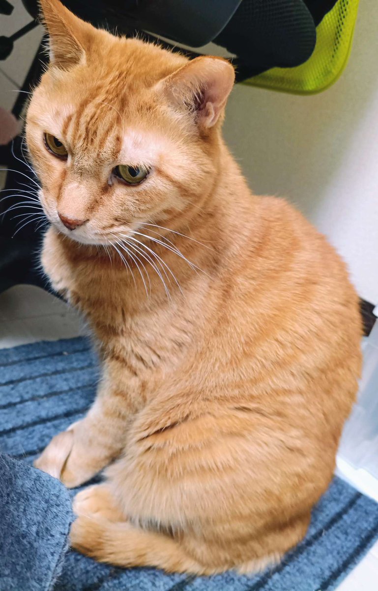 通路に新しいネコベッドを置いても
きれいにネコマタギしていくね
そんな君は世界一のウチノコ
(たまには言わせてやってください)

#アゲアゲとんかつ