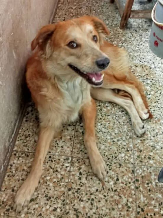 BuscandoAMiM's tweet photo. Buscando a Mi Mascota
@PerroUsuario: Me llamo Anubis me perdí en la Avenida Páez a la altura de la India si me ves llama al 04242562348. El Paraíso Caracas
#BuscandoAMiMascota #Mascotas #Perros #Caninos #Peludos #Perdido #caracas #elparaiso https://t.co/XL12tHTJgq