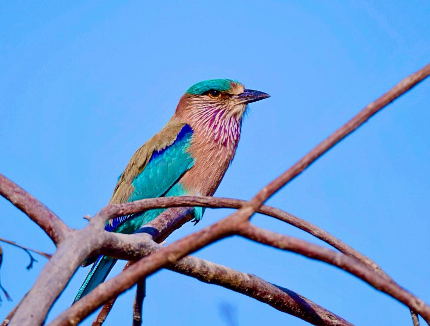 chandanaroy24's tweet photo. The Indian Roller is called #Neelkanth in Hindi, a name associated with Lord Shiva, representing his form with blue throat after consuming poison during Samudra Manthan. #Aparajita and #Aak ( milkweed) are his favorite flowers.
#Mahashivratri #IndianRoller #nature #IndiAves https://t.co/zzNMi37OqP