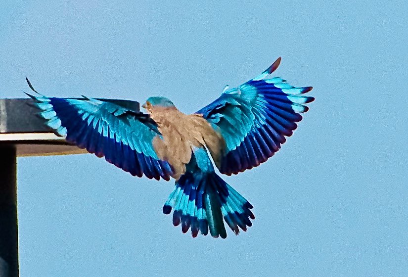 chandanaroy24's tweet photo. The Indian Roller is called #Neelkanth in Hindi, a name associated with Lord Shiva, representing his form with blue throat after consuming poison during Samudra Manthan. #Aparajita and #Aak ( milkweed) are his favorite flowers.
#Mahashivratri #IndianRoller #nature #IndiAves https://t.co/zzNMi37OqP