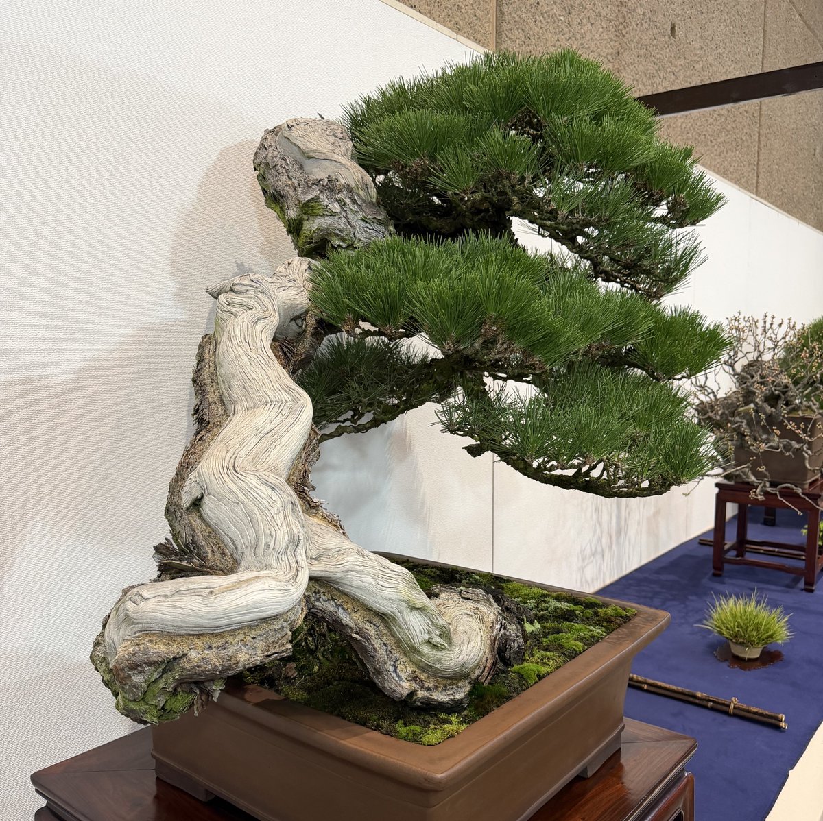東京都美術館の国風盆栽展の後期も素晴らしい作品の数々でした✨ここ