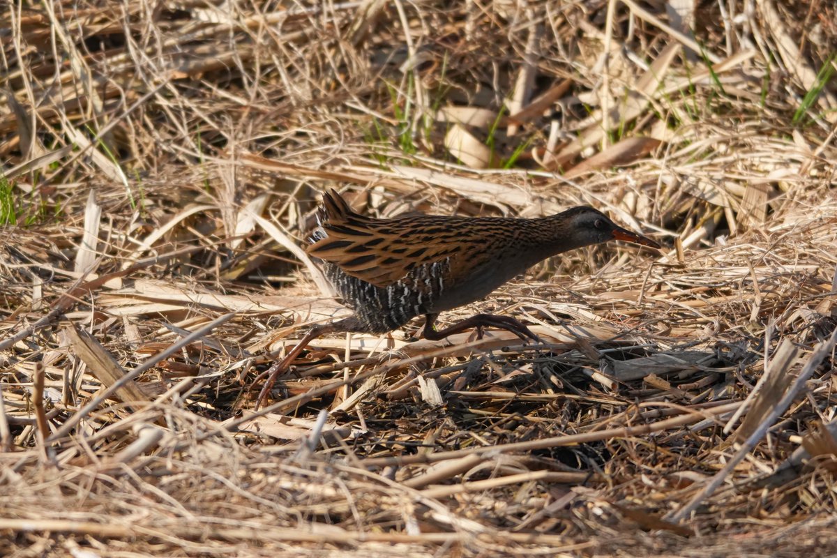 p496's tweet photo. （久々にポスト）昨日は結構粘って35種の野鳥を確認
#野鳥観察 #野鳥撮影 #カワセミ #キクイタダキ #クイナ #ジョウビタキ  （ジョビ子） https://t.co/l7XarDY53G