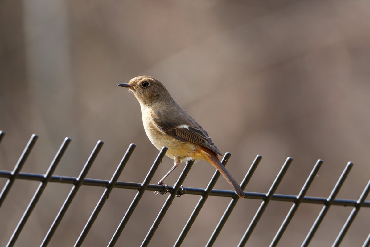p496's tweet photo. （久々にポスト）昨日は結構粘って35種の野鳥を確認
#野鳥観察 #野鳥撮影 #カワセミ #キクイタダキ #クイナ #ジョウビタキ  （ジョビ子） https://t.co/l7XarDY53G