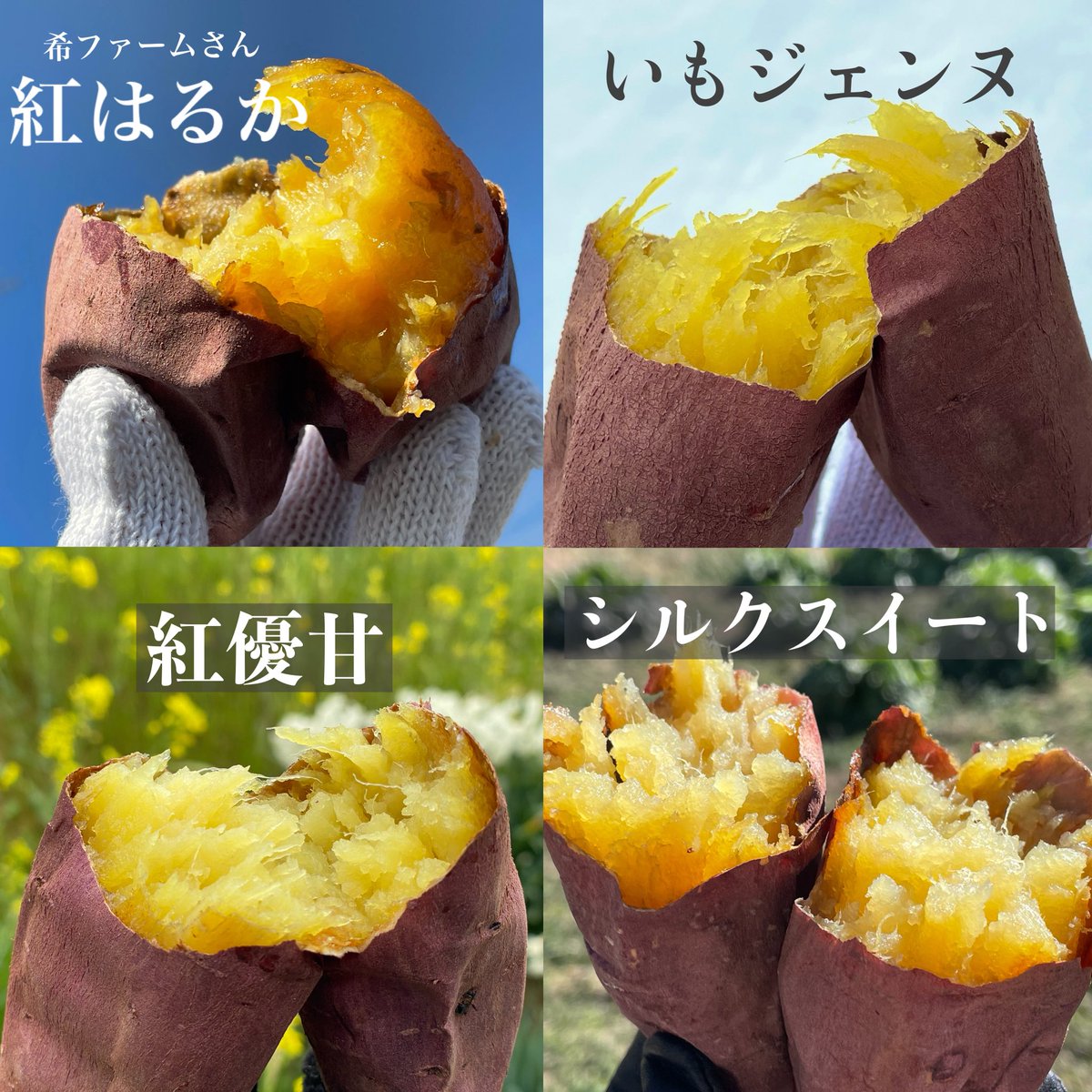 OIMOYA - 十人十芋 tweet media