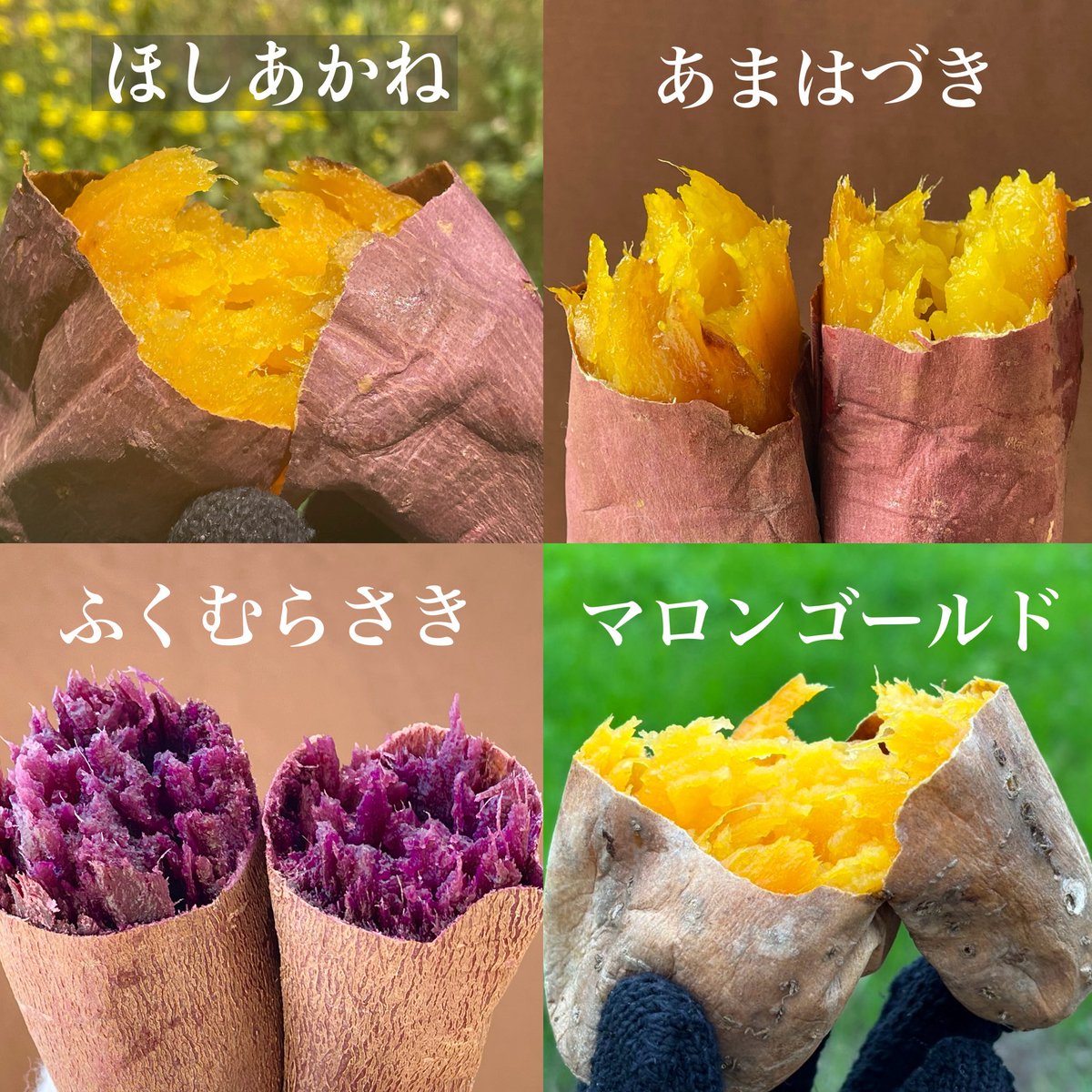 OIMOYA - 十人十芋 tweet media