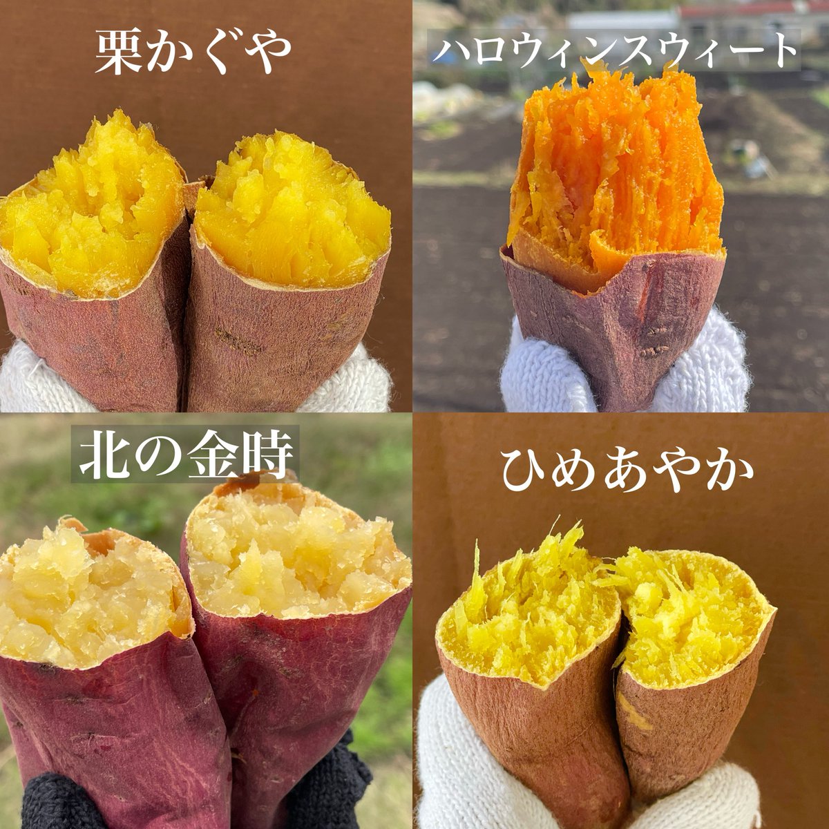 OIMOYA - 十人十芋 tweet media