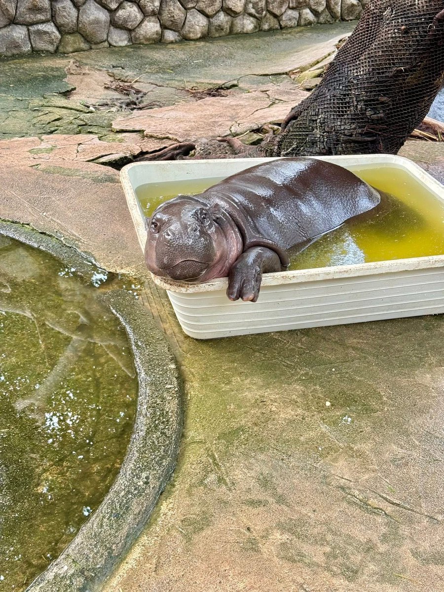 อะไร ตอนเช้าเค้าล้างบ่อให้ทุกวัน แล้วฮิปโปมันนอนในน้ำ ขี้ในน้ำ ไปเลือกดูตอนบ่อมันมีขี้แล้วก็มาทวิตด่าเลย ทั้งๆ ที่เค้ามี Live ให้ดูตอนกินอาหารเช้าทุกวันไม่ดู พี่คนดูแลเค้าดูแลดีมาตั้งแต่มันยังไม่ดัง รุ่นพ่อแม่เค้าก็เลี้ยงมาด้วยความรัก ฮิปโปไม่รักโดนงับไปละนะ คุณพี่มาเอาอะไรเอ่ย