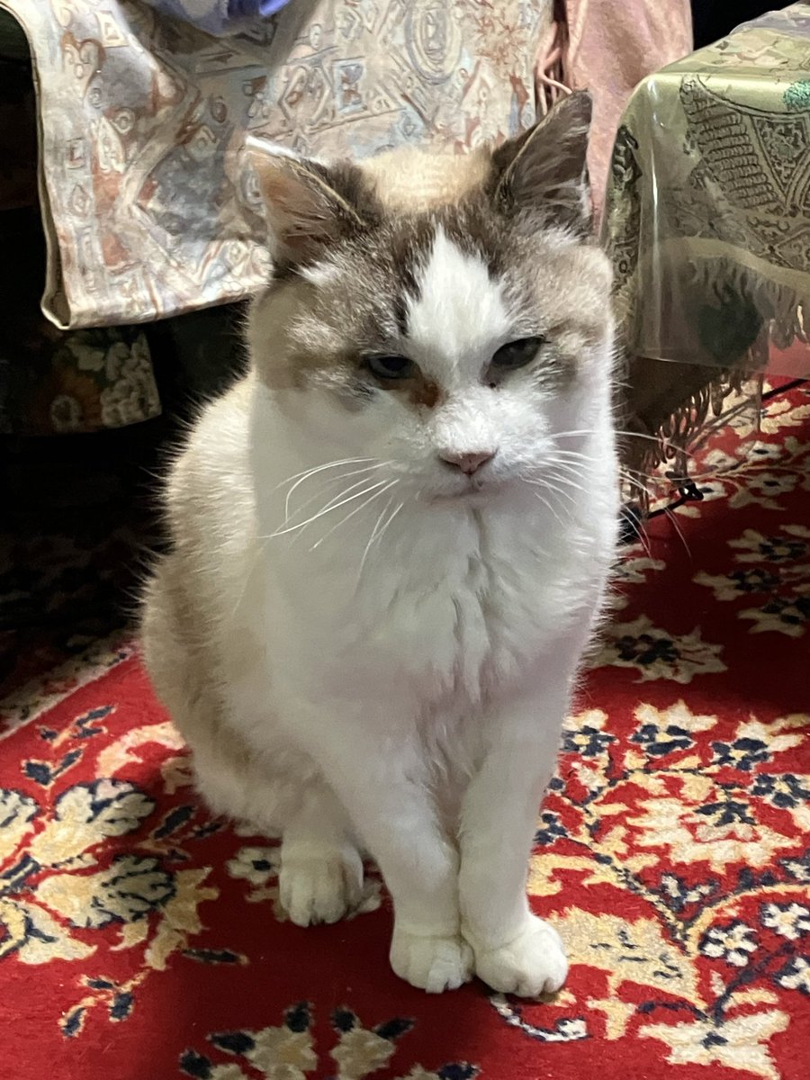 良い子座り助さん