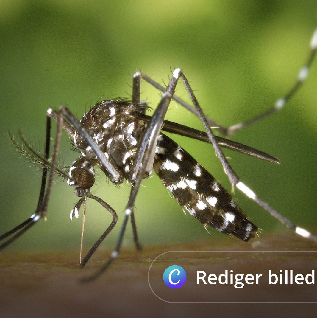 Smitty 🇩🇰🇵🇸🇪🇺 🇺🇦 tweet media