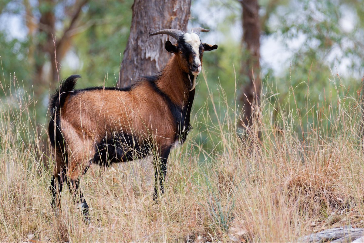 A striking creature! Just a pity feral goats are such a pest.