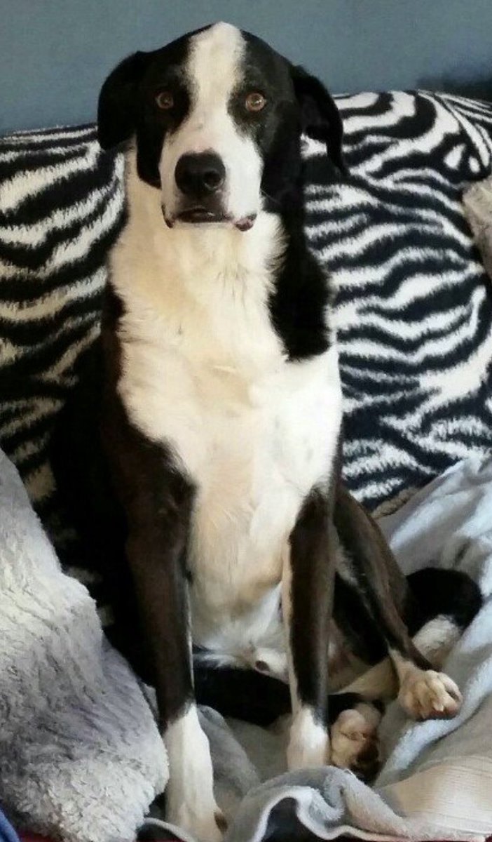 catgirl321's tweet photo. Please can I ask for MASSES special purrs for @PuppyNumber7 Tom’s utterly heartsore Nan💔
Seventh anniversary of adored and cherished Tom crossing #OTRB💜🐾
#weeti #ForeverLove #AngelTom
#OTRB February 15 2019🌈 https://t.co/ssJ4XArrne