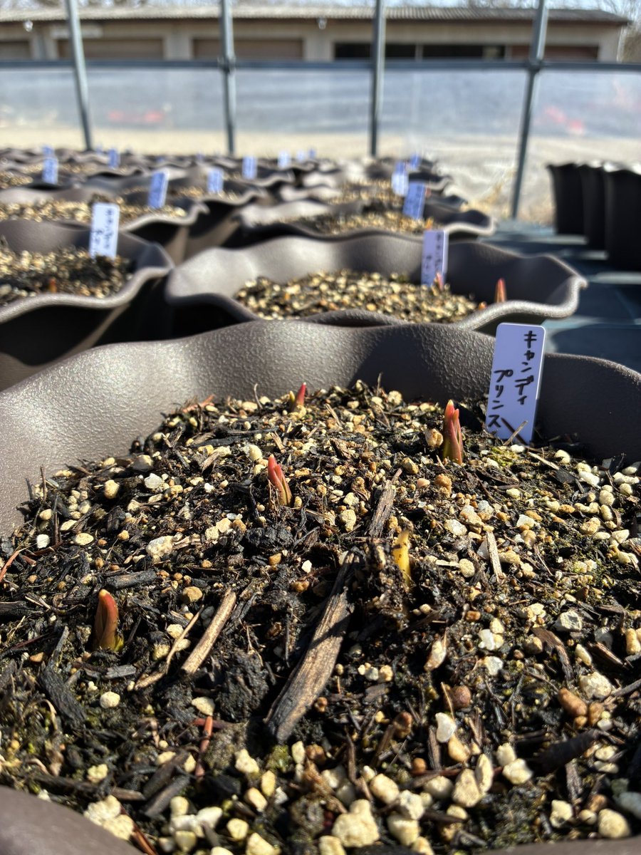 serakogen's tweet photo. 10年に１度…
ここ数日10年に１度の暖かさと言われる気候でポカポカです☀️
チューリップのプランターも芽が出てきました🌱

写真のチューリップは『キャンディープリンス』
一重咲きの藤色で背丈も揃って花壇にピッタリです🌷 https://t.co/IW1XcAHT3d