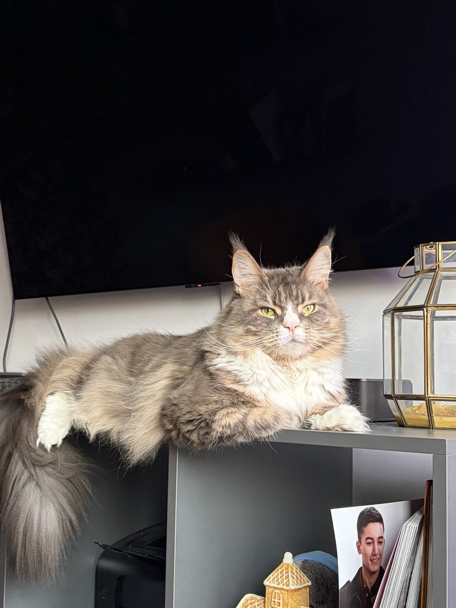 jully_jolly's tweet photo. у кошьки Лизы есть правило: ноги можно кусать только если они в носках или под одеялом, голые кусать нельзя.
сегодня она кусала мне ногу в носке, и я его сняла, а она еще не накусалась и страдала
трудно быть законопослушной кошкой. https://t.co/RZVURF5J7i