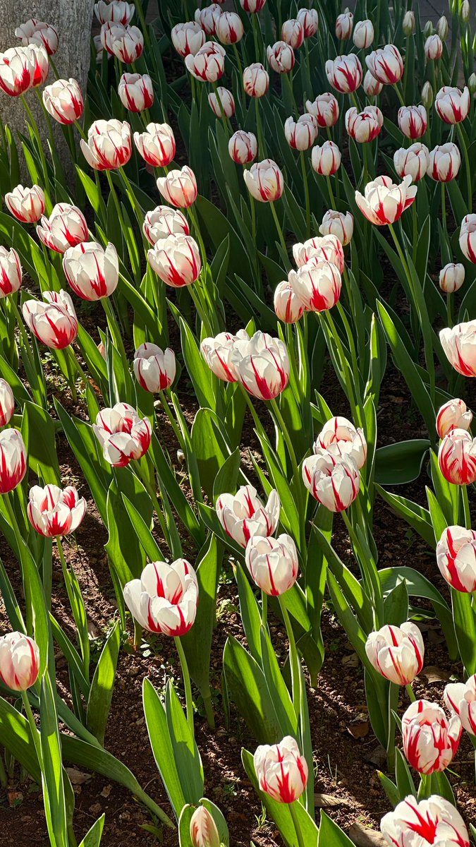 谁偷走了我的美味猫堡 (@roye0077) on Twitter photo 