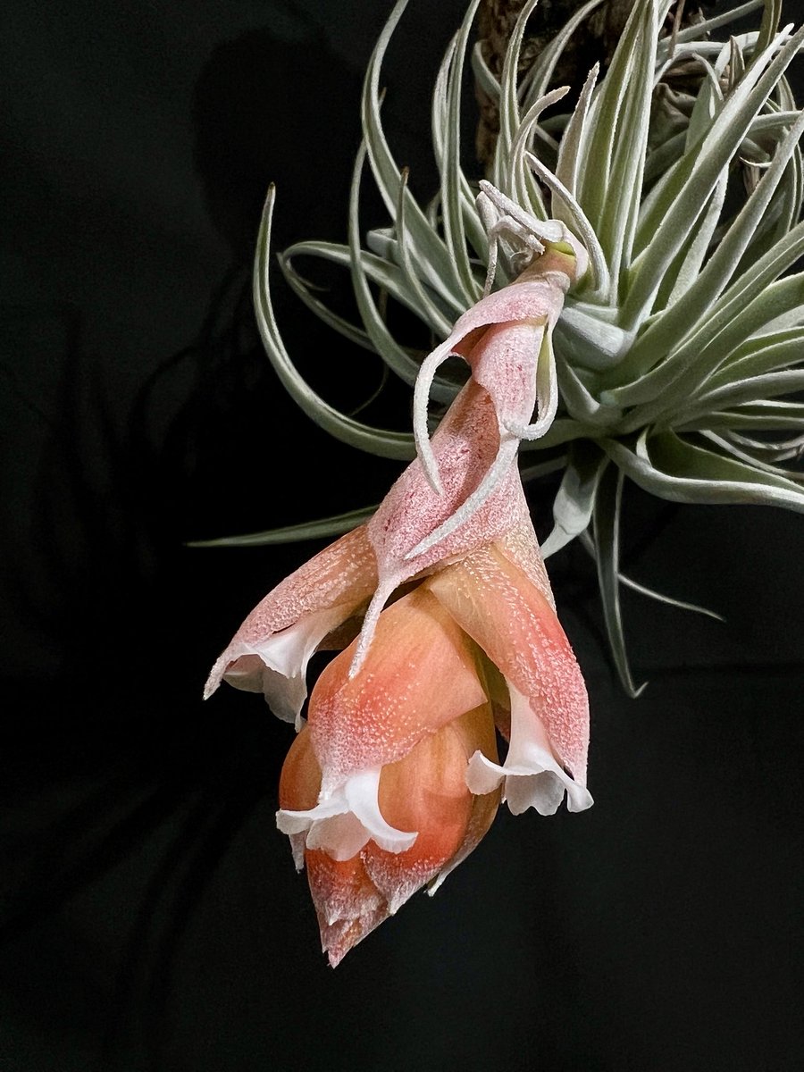 natty plant tweet media
