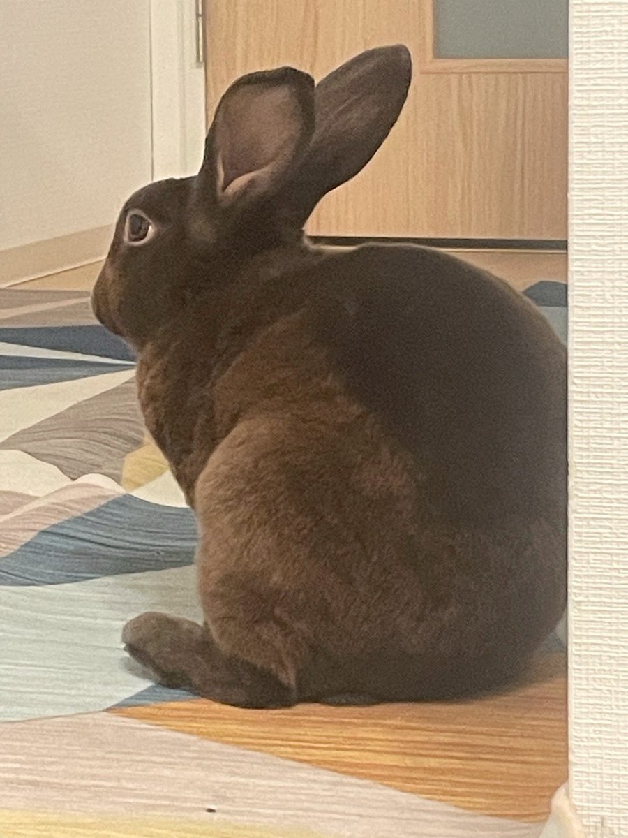 ミニレッキスのちゃいろ tweet media
