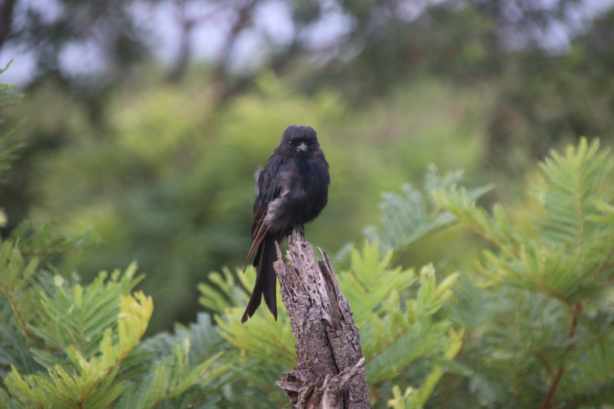 BirdmanKenyan's tweet photo. Fork-tailed Drongo, Kruger Park, South Africa #BirdsSeenIn2026 https://t.co/3w1udT7LX9