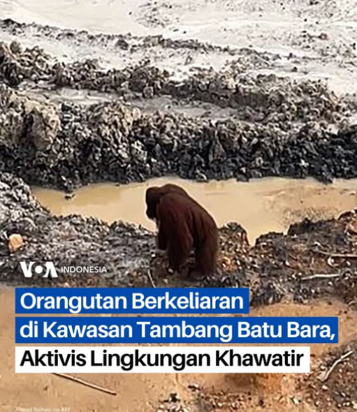 Kenapa manusia sampai serakus &amp; sekeji ini pada makhluk hidup lainnya? Dan pemerintah masih saja berpihak pada pengusaha tambang?