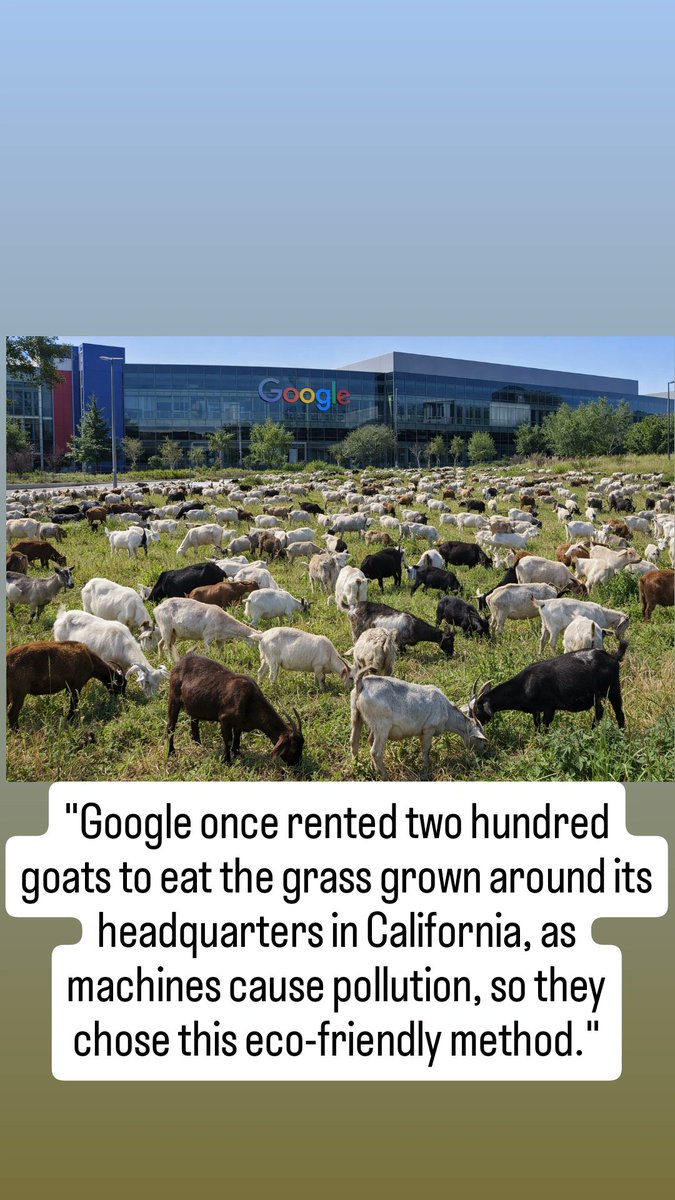 charan009gf's tweet photo. "Google once rented two hundred goats to eat the grass grown around its headquarters in California, as machines cause pollution, so they chose this eco-friendly method."

#GoogleAlerts #google #musk #feb15 https://t.co/6rZxCvZGxN