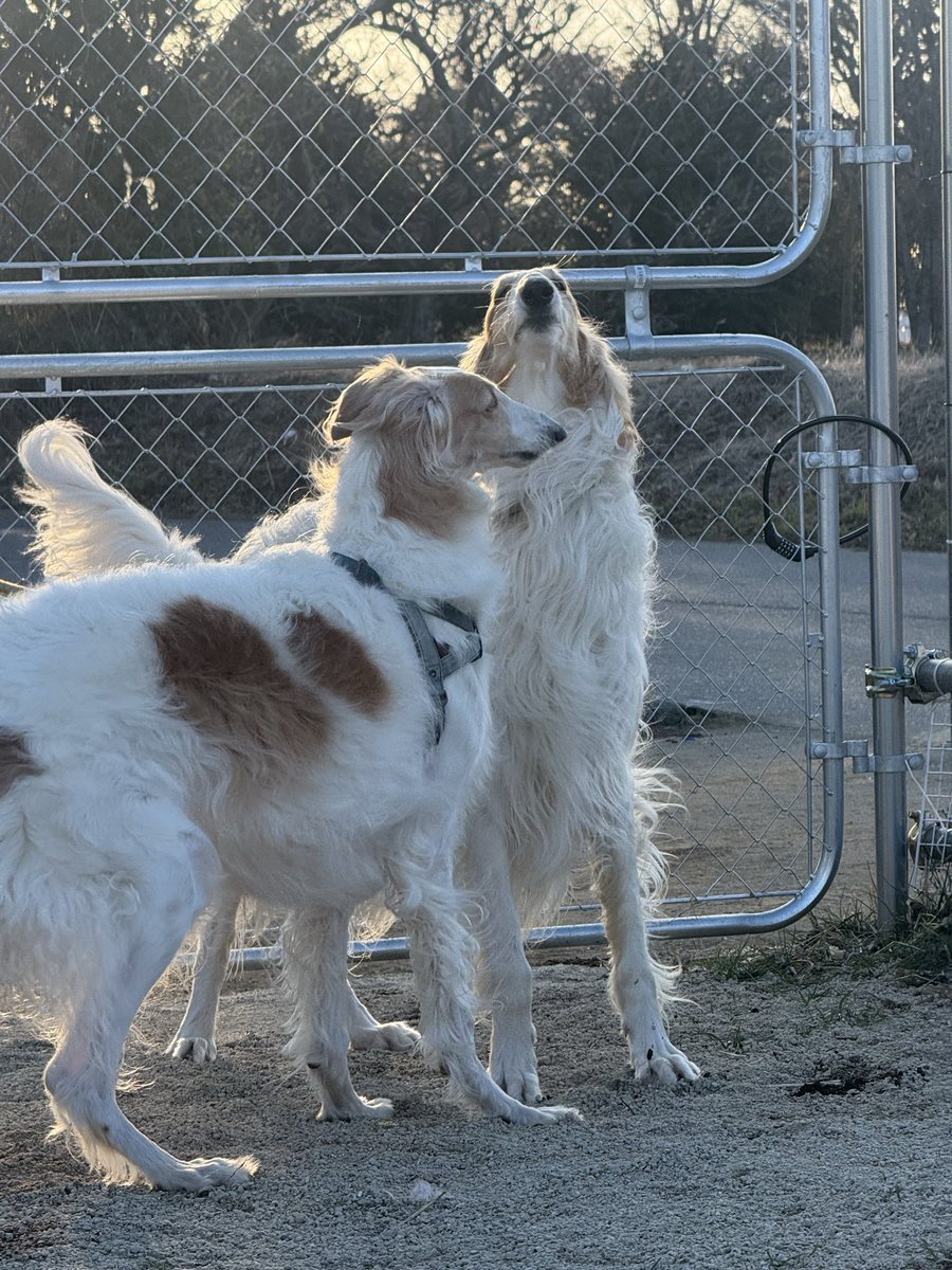 #borzoi #longdog #dog #ボルゾイ #大型犬