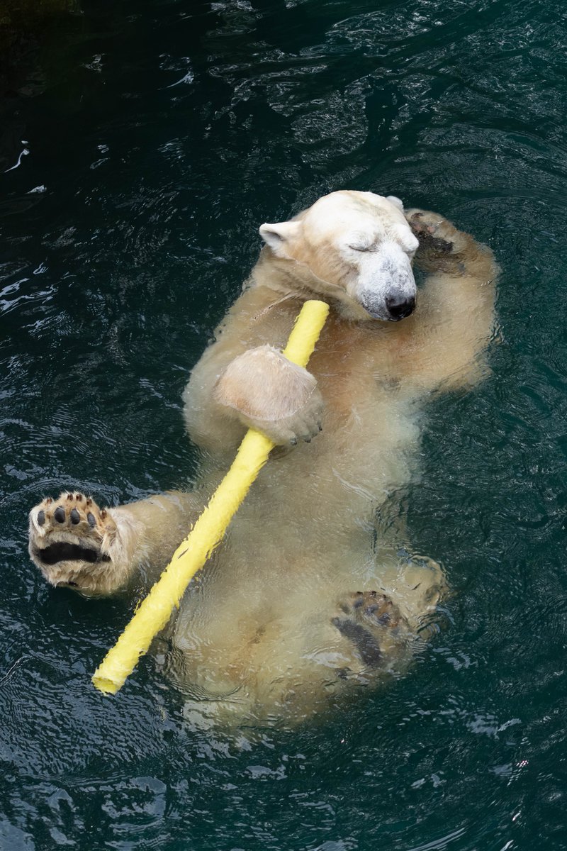 2025/10/05
#イッちゃん #ズーラシア #ホッキョクグマ