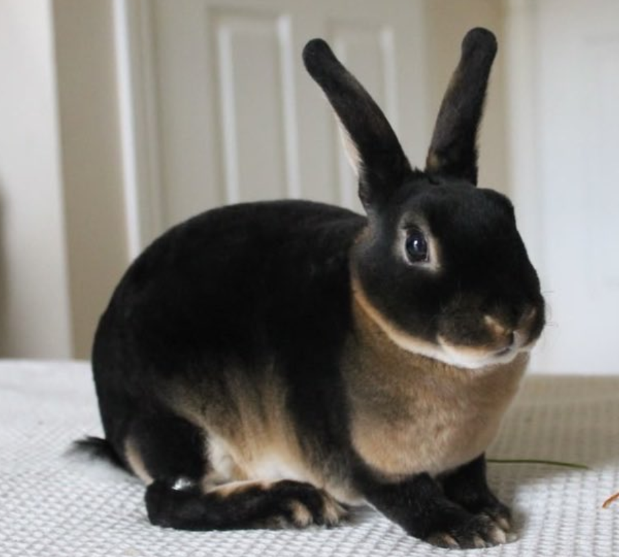 @astrixs3d @Chocoscorner @cervina7 Who burnt the bunny