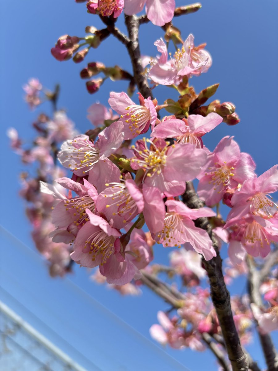 今日はいいお天気🌞😊🌞だったので、三浦海岸の桜まつりに🌸
河津桜、ほぼ満開と言って良いほど、綺麗に咲いていました🌸
まだまだお花見出来ますので、是非見に来てくださいね🌸✨

#三浦海岸桜まつり
#三浦海岸河津桜2026