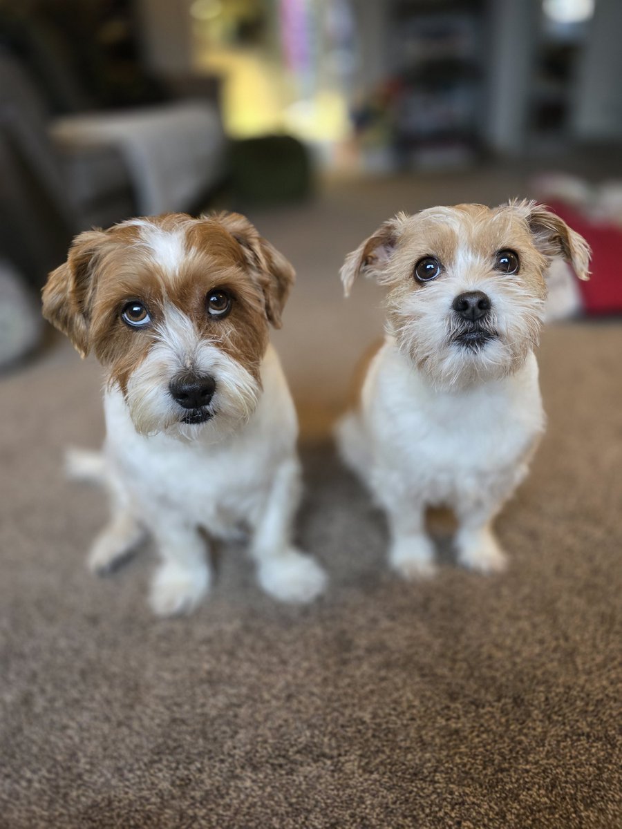 MillieandGriff tweet media