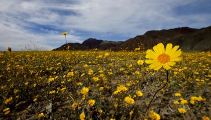edwardsdna's tweet image. Will a Dazzling Display of Wildflowers Spread Across California This Spring? smithsonianmag.com/smart-news/wil… @SmithsonianMag #CaliforniaSuperbloom #Wildflowers #SpringInCalifornia #NaturePhotography #ColorfulLandscapes