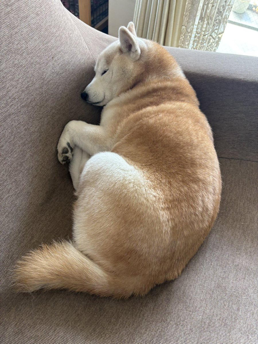 寝てる時のフォルム最高