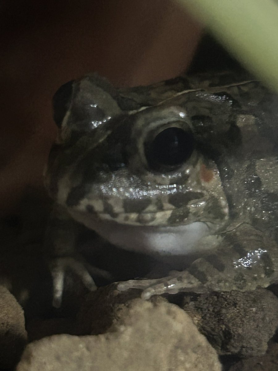 チャコ🐟🐸 tweet media