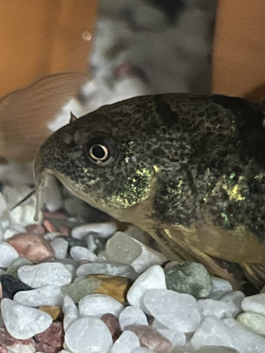 チャコ🐟🐸 tweet media