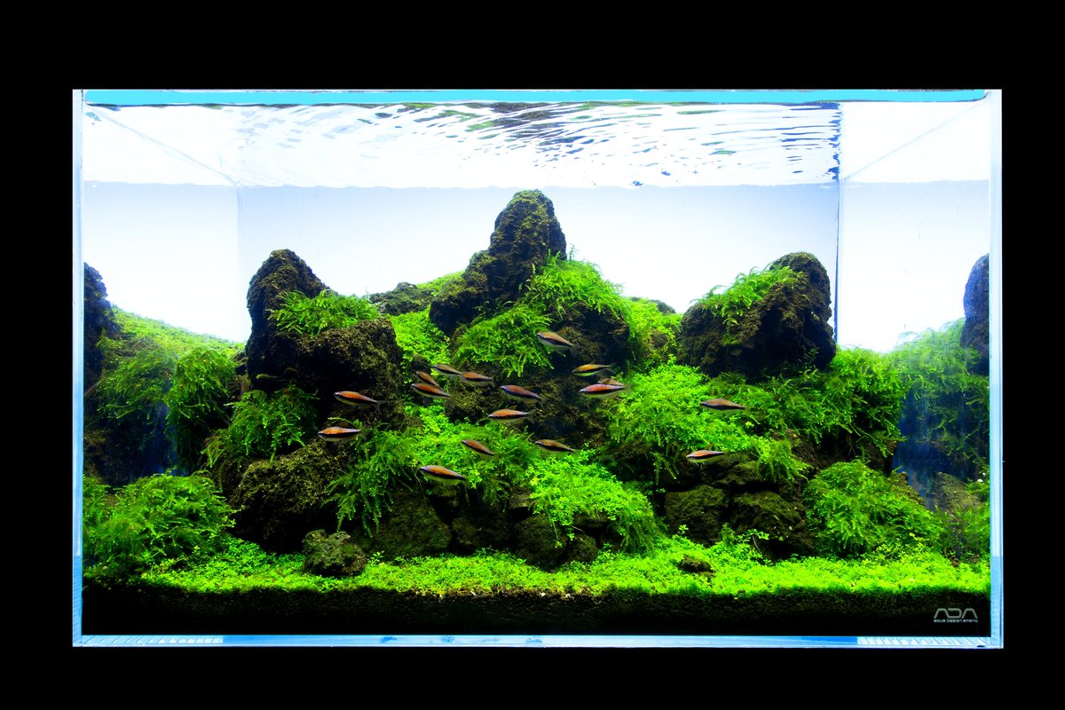 ADAキューブガーデン60 雲山石を使った簡単な岩組水槽です。 メイン
