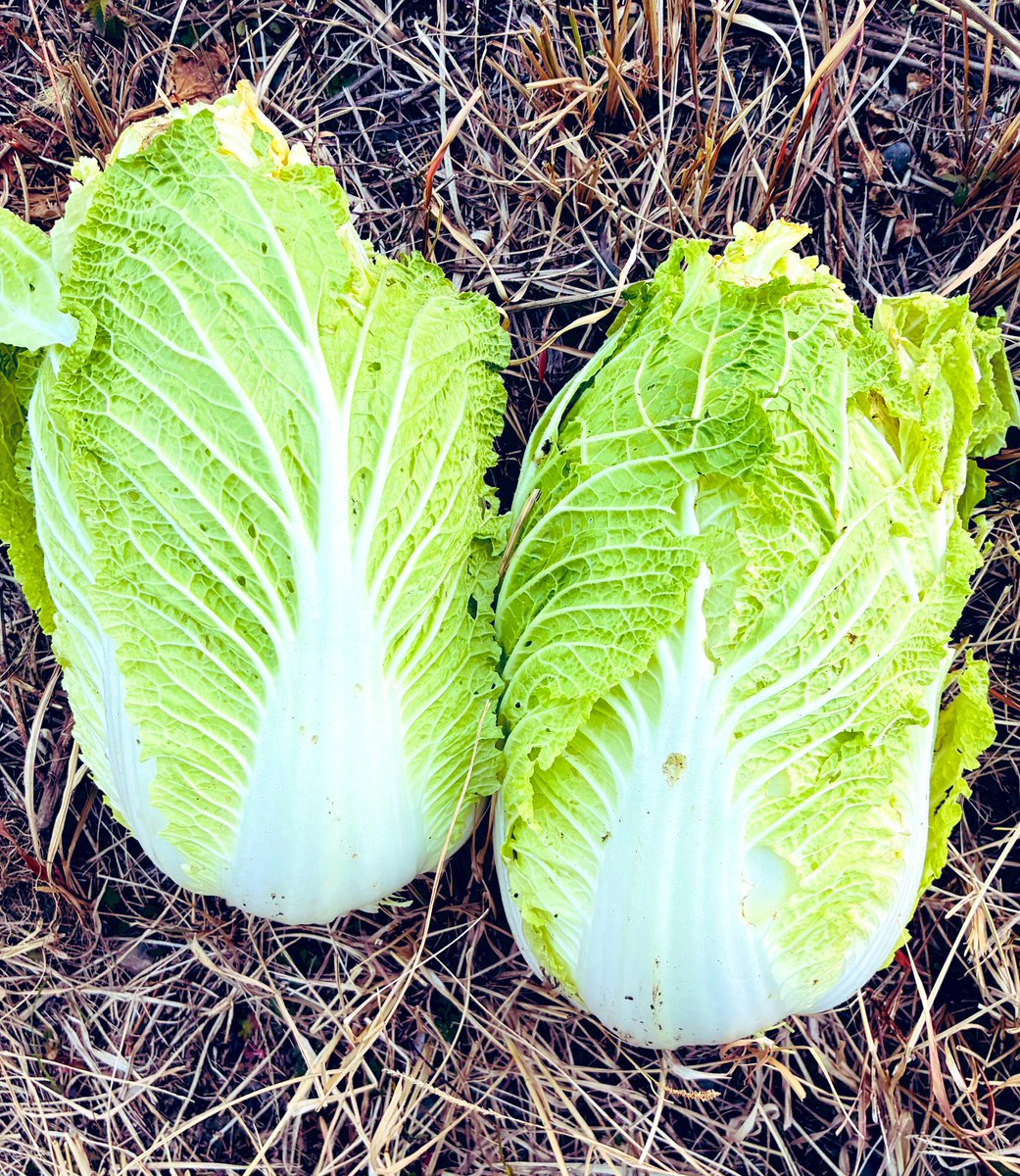 秋に植えた野菜達の収穫が始まりました。