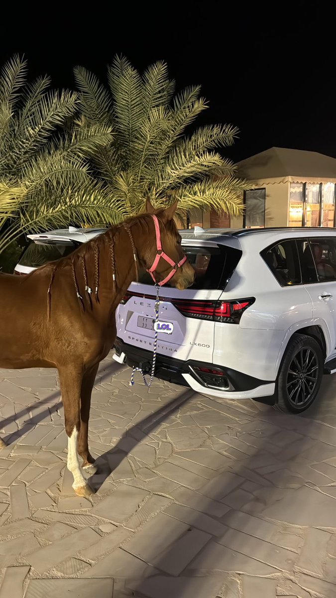 Noura (@xile1i) on Twitter photo 