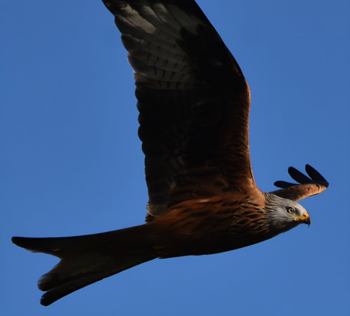 Stuart Renshall tweet media