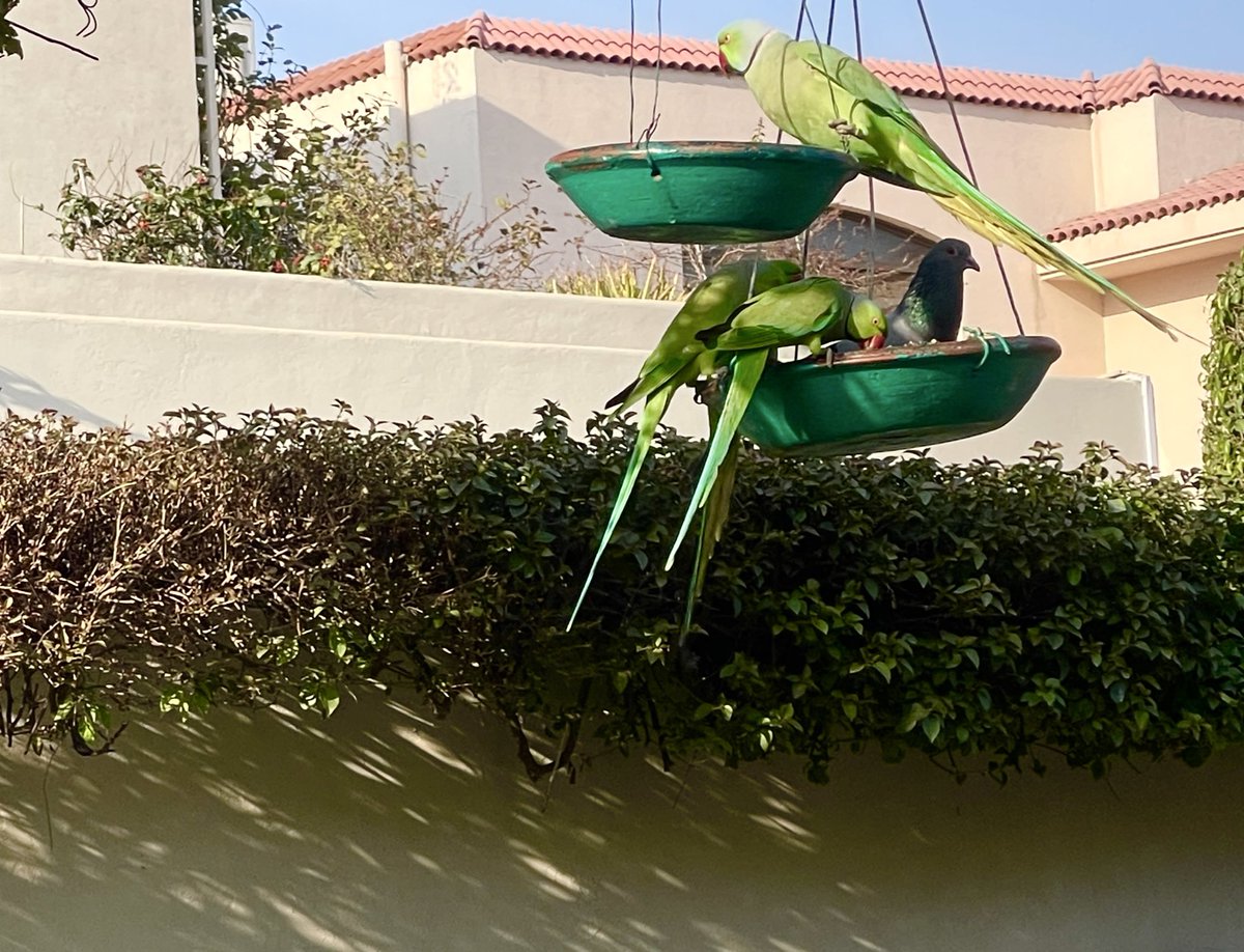 Benazir Shah tweet media