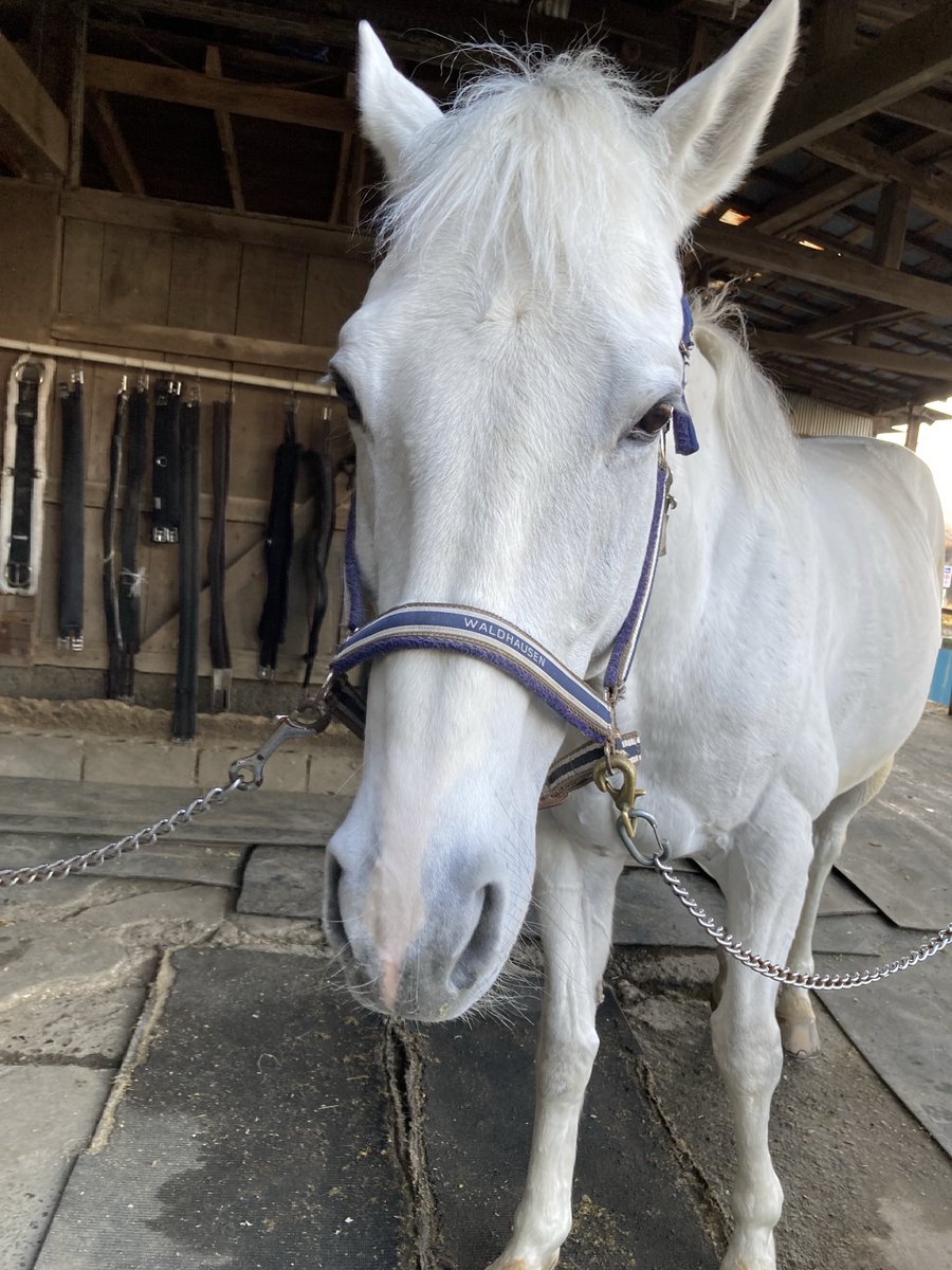 風邪でダウンしてたので久しぶりの🐴