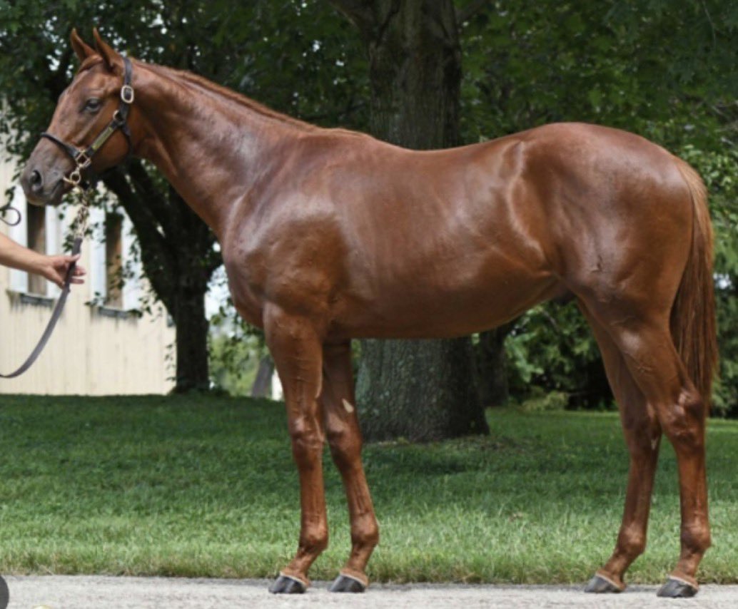 Chad Schumer tweet media