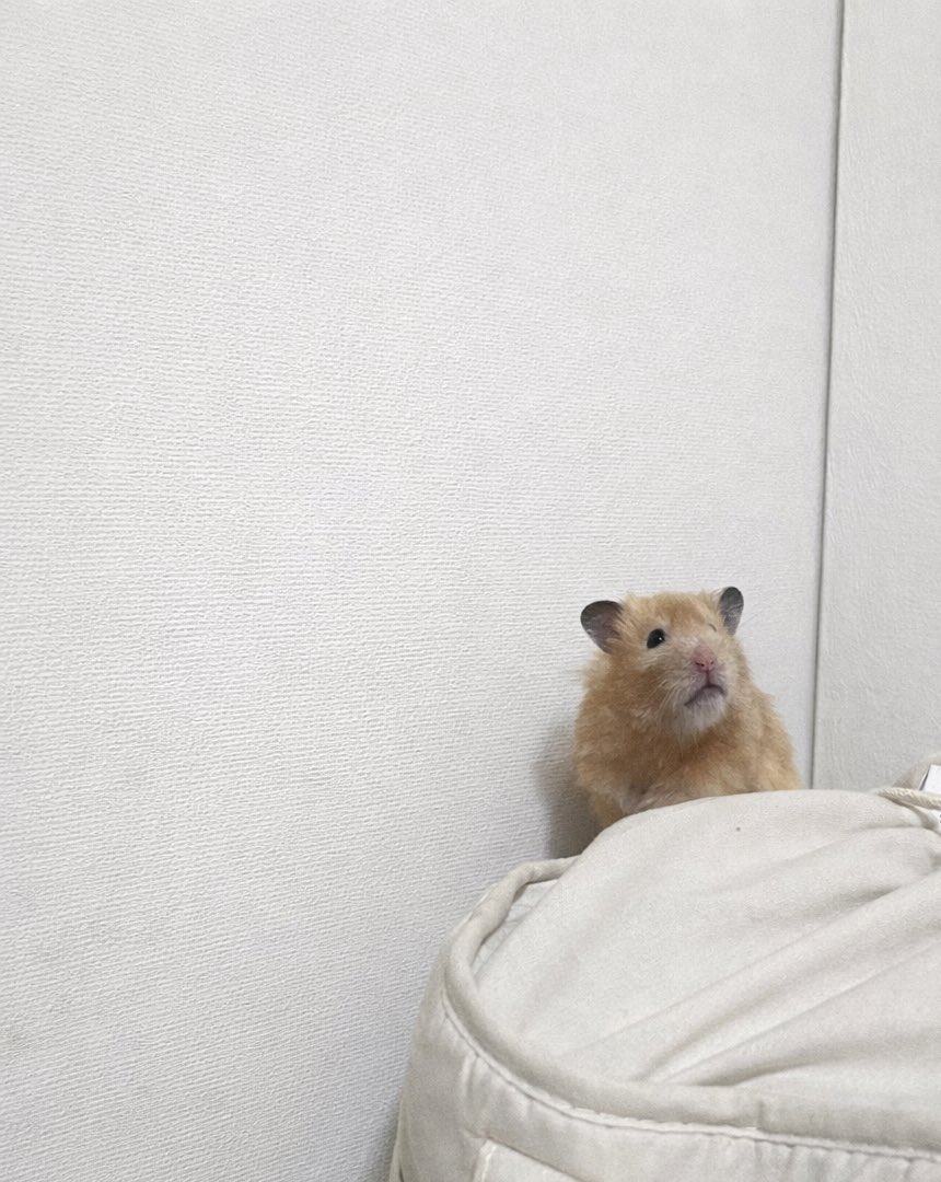 このてんﾁｬﾝ、お口つぐんでる感じで可愛くて好きなんだよなあ。